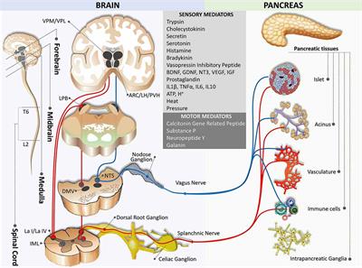 Pancreas-Brain Crosstalk